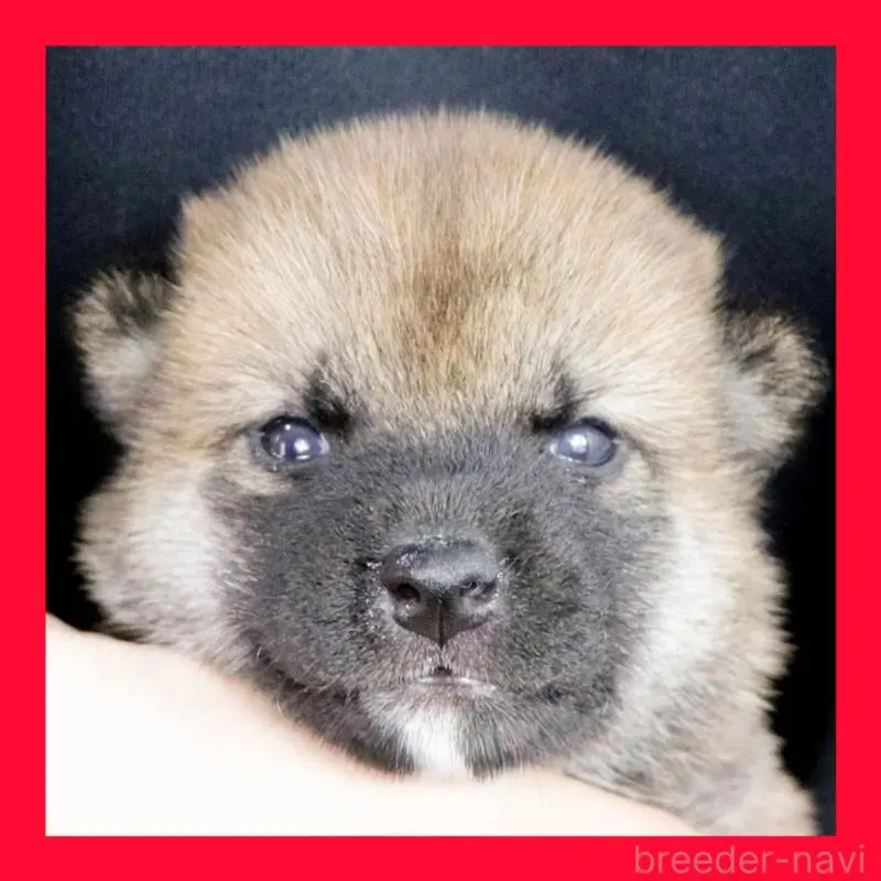 販売中の愛知県の柴犬-409016